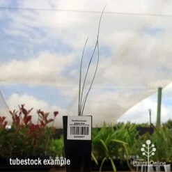 Xanthorrhoea - Grass Tree 13 Xanthorrhoea - Grass Tree -Plant Seed Store apo grass tree tubestock 1