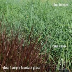 Pennisetum - Dwarf Purple Fountain Grass 13 Pennisetum - Dwarf Purple Fountain Grass -Plant Seed Store apo grasses ptl