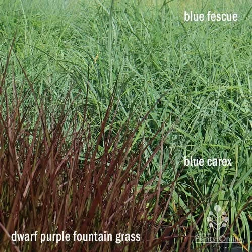 Pennisetum - Dwarf Purple Fountain Grass 7 Pennisetum - Dwarf Purple Fountain Grass - Image 7