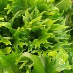Microsorum Green Flame Fern 10 Microsorum Green Flame Fern -Plant Seed Store apo green flame fern leaftips