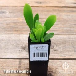 Microsorum Green Flame Fern 9 Microsorum Green Flame Fern -Plant Seed Store apo green flame fern tubestock