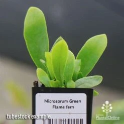 Microsorum Green Flame Fern 13 Microsorum Green Flame Fern -Plant Seed Store apo green flame fern tubestock2