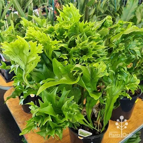 Microsorum Green Flame Fern 1 Microsorum Green Flame Fern