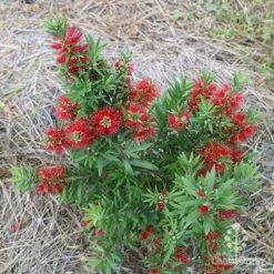 Callistemon Green John 27 Callistemon Green John -Plant Seed Store apo green john above