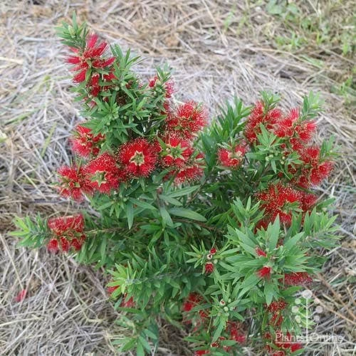 Callistemon Green John 13 Callistemon Green John - Image 13