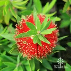 Callistemon Green John 24 Callistemon Green John -Plant Seed Store apo green john callistemon flower top
