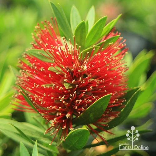 Callistemon Green John 7 Callistemon Green John - Image 7