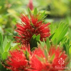 Callistemon Green John 29 Callistemon Green John -Plant Seed Store apo green john callistemon flowers