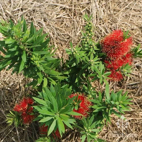 Callistemon Green John 12 Callistemon Green John - Image 12