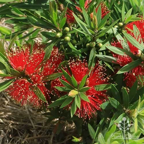 Callistemon Green John 4 Callistemon Green John - Image 4