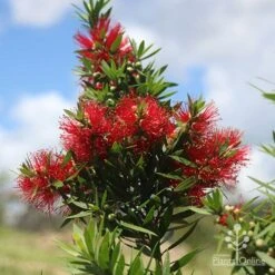 Callistemon Green John 19 Callistemon Green John -Plant Seed Store apo green john large flower cluster