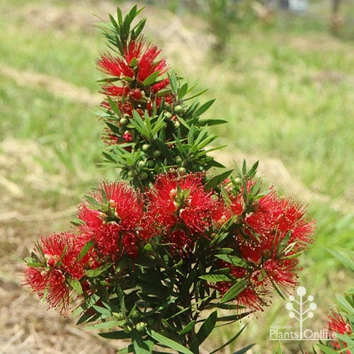 Callistemon Green John 2 Callistemon Green John - Image 2