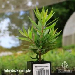 Callistemon Green John 20 Callistemon Green John -Plant Seed Store apo green john tubestock