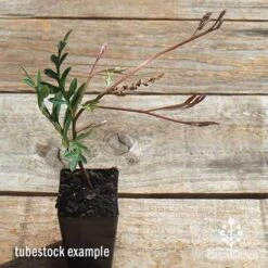 Grevillea Amazing Grace 6 Grevillea Amazing Grace -Plant Seed Store apo grevillea amazing grace tubestock top