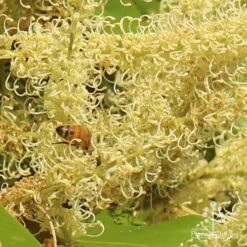 Grevillea Baileyana - Brown Silky Oak 23 Grevillea Baileyana - Brown Silky Oak -Plant Seed Store apo grevillea baileyana close and bee