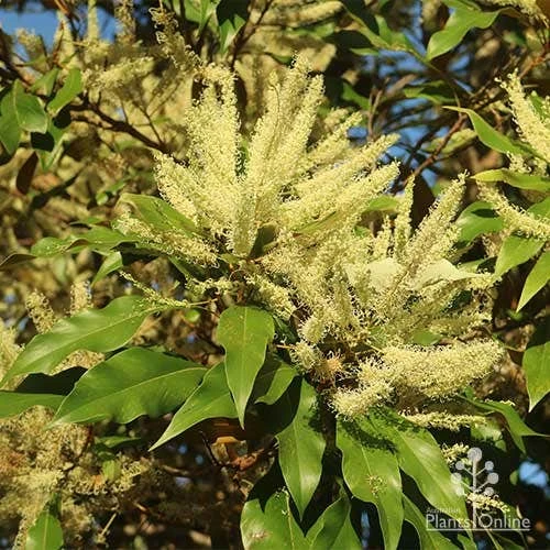 Grevillea Baileyana - Brown Silky Oak 2 Grevillea Baileyana - Brown Silky Oak - Image 2