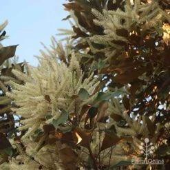 Grevillea Baileyana - Brown Silky Oak 26 Grevillea Baileyana - Brown Silky Oak -Plant Seed Store apo grevillea baileyana glow