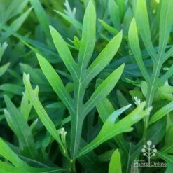 Grevillea Baileyana - Brown Silky Oak 29 Grevillea Baileyana - Brown Silky Oak -Plant Seed Store apo grevillea baileyana leaf