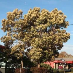 Grevillea Baileyana - Brown Silky Oak 25 Grevillea Baileyana - Brown Silky Oak -Plant Seed Store apo grevillea baileyana tree