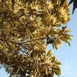 Grevillea Baileyana - Brown Silky Oak 28 Grevillea Baileyana - Brown Silky Oak -Plant Seed Store apo grevillea baileyana underneath