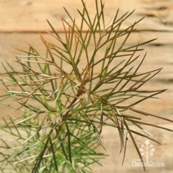 Grevillea Bon Accord 15 Grevillea Bon Accord -Plant Seed Store apo grevillea bon accord bronze foliage