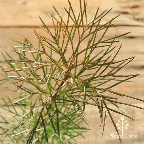 Grevillea Bon Accord 5 Grevillea Bon Accord - Image 5