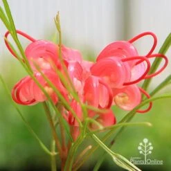 Grevillea Bon Accord 14 Grevillea Bon Accord -Plant Seed Store apo grevillea bon accord flower