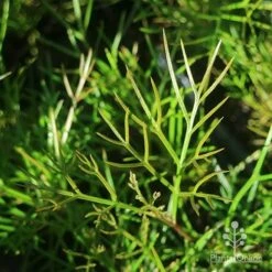 Grevillea Bon Accord 19 Grevillea Bon Accord -Plant Seed Store apo grevillea bon accord foliage