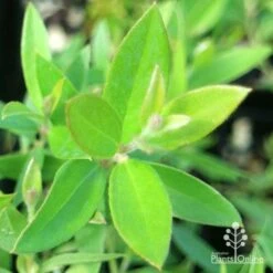 Grevillea Canterbury Gold 19 Grevillea Canterbury Gold -Plant Seed Store apo grevillea canterbury gold new shoot