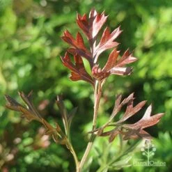 Grevillea Carpet Layer 17 Grevillea Carpet Layer -Plant Seed Store apo grevillea carpet layer new leaf colour