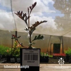 Grevillea Carpet Layer 18 Grevillea Carpet Layer -Plant Seed Store apo grevillea carpetlayer tubestock