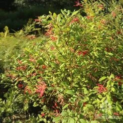 Grevillea Deua Flame 20 Grevillea Deua Flame -Plant Seed Store apo grevillea deua flame bush nursery