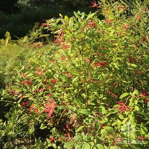 Grevillea Deua Flame 5 Grevillea Deua Flame - Image 5