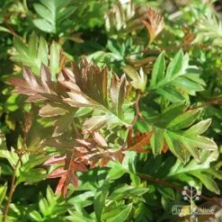 Grevillea Gaudichaudii 16 Grevillea Gaudichaudii -Plant Seed Store apo grevillea gaudichaudi foliage