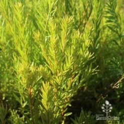 Grevillea Gold Rush 15 Grevillea Gold Rush -Plant Seed Store apo grevillea gold rush foliage