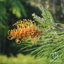 Grevillea Honey Gem -Plant Seed Store apo grevillea honey gem nursery dam