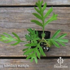 Grevillea Lemon Baby 7 Grevillea Lemon Baby -Plant Seed Store apo grevillea lemon baby tubestock top