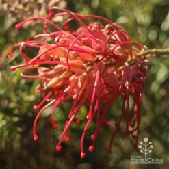 Grevillea Little Robyn -Plant Seed Store apo grevillea little robyn open sunshine