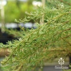 Grevillea Mini Marvel 30 Grevillea Mini Marvel -Plant Seed Store apo grevillea mini marvel weeping