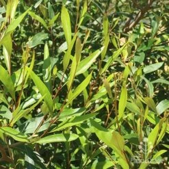 Grevillea Orange Marmalade 30 Grevillea Orange Marmalade -Plant Seed Store apo grevillea orange marmalade foliage