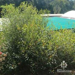 Grevillea Orange Marmalade 37 Grevillea Orange Marmalade -Plant Seed Store apo grevillea orange marmalade nursery bush