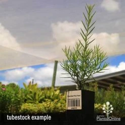 Grevillea Pink Pearl 22 Grevillea Pink Pearl -Plant Seed Store apo grevillea pink pearl tubestock