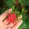 Grevillea Red Wings