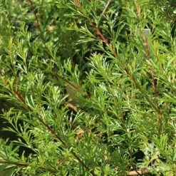 Grevillea Red Wings 21 Grevillea Red Wings -Plant Seed Store apo grevillea red wings foliage