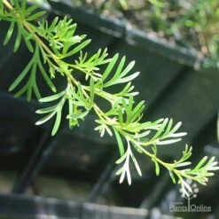 Grevillea Red Wings 23 Grevillea Red Wings -Plant Seed Store apo grevillea red wings stem