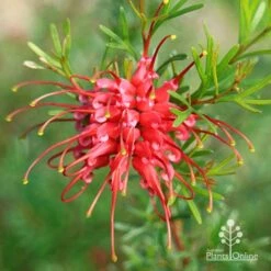 Grevillea Red Wings 17 Grevillea Red Wings -Plant Seed Store apo grevillea red wings winter
