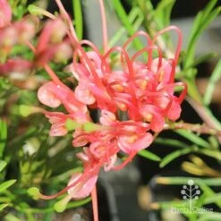 Grevillea Silk Carpet 18 Grevillea Silk Carpet -Plant Seed Store apo grevillea silk carpet flower open