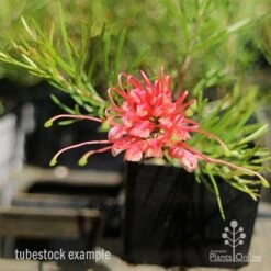 Grevillea Silk Carpet 20 Grevillea Silk Carpet -Plant Seed Store apo grevillea silk carpet tubestock
