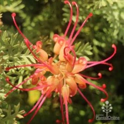 Grevillea Soopa Doopa 17 Grevillea Soopa Doopa -Plant Seed Store apo grevillea soopa doopa flower