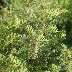 Grevillea Soopa Doopa 18 Grevillea Soopa Doopa -Plant Seed Store apo grevillea soopa doopa foliage2